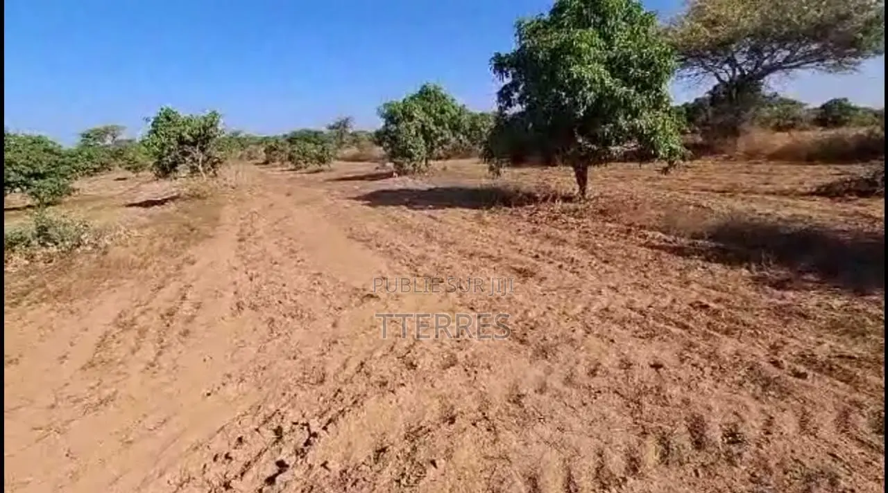 Verger De 3,5 Hectares Vers Mont Rolland - Thiès