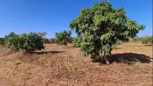Verger De 3,5 Hectares Vers Mont Rolland - Thiès