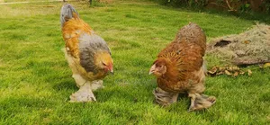 Brahma Colombia