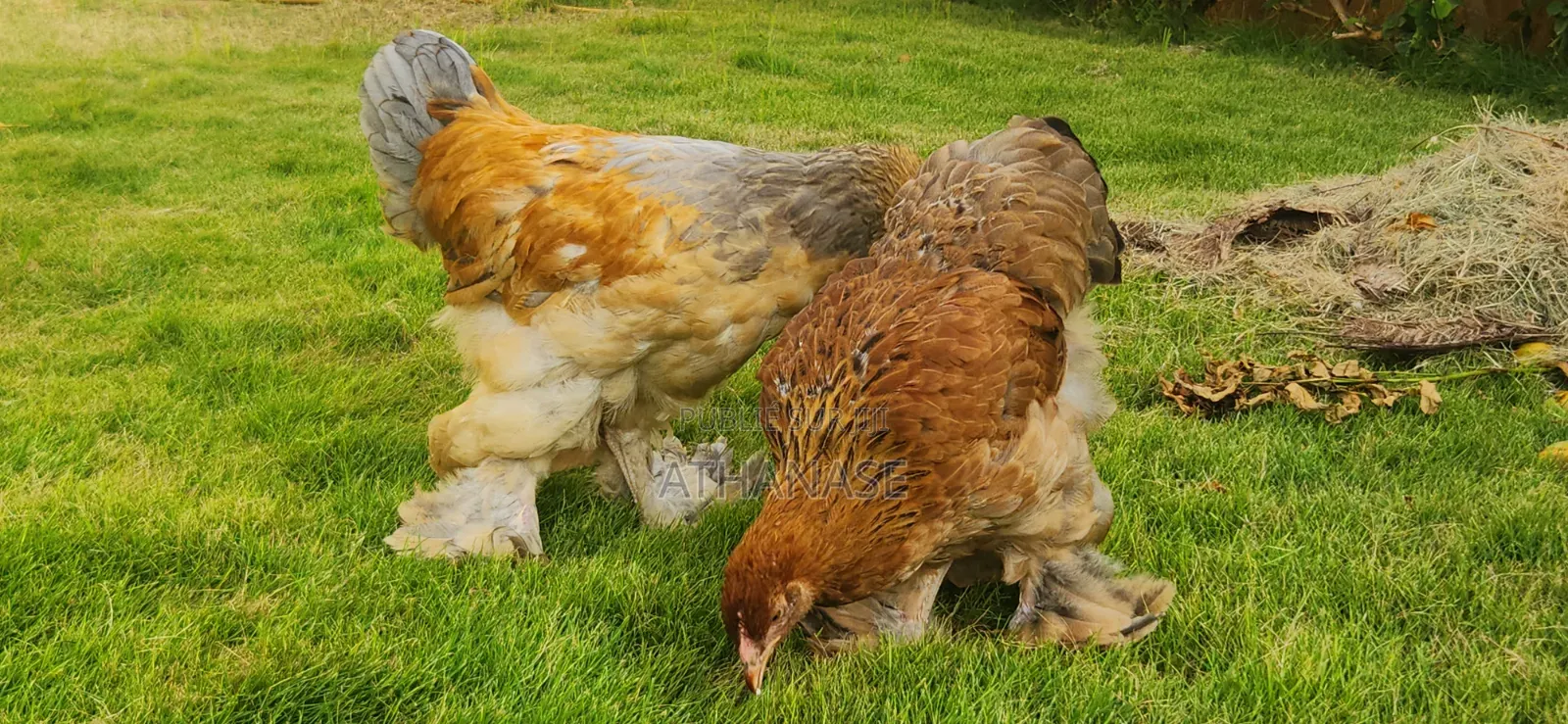 Brahma Colombia