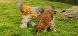 Brahma Colombia