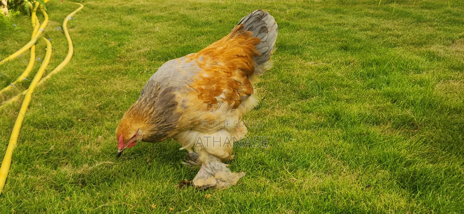 Brahma Colombia