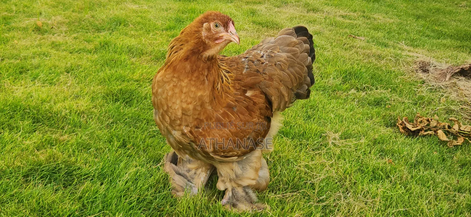 Brahma Colombia