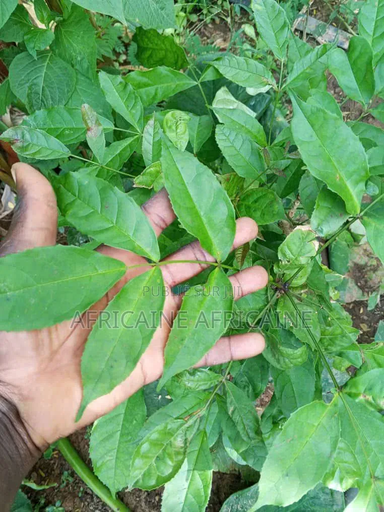 Feuilles Hysope Dispo Apartir De 2000 , Livraison Partout Senegal