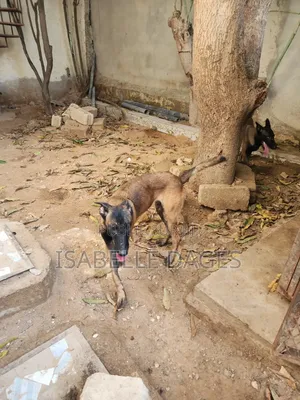 6 à 12 mois Femme Pure race Belgian Malinois