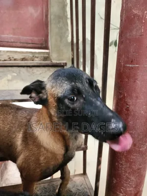6 à 12 mois Femme Pure race Belgian Malinois
