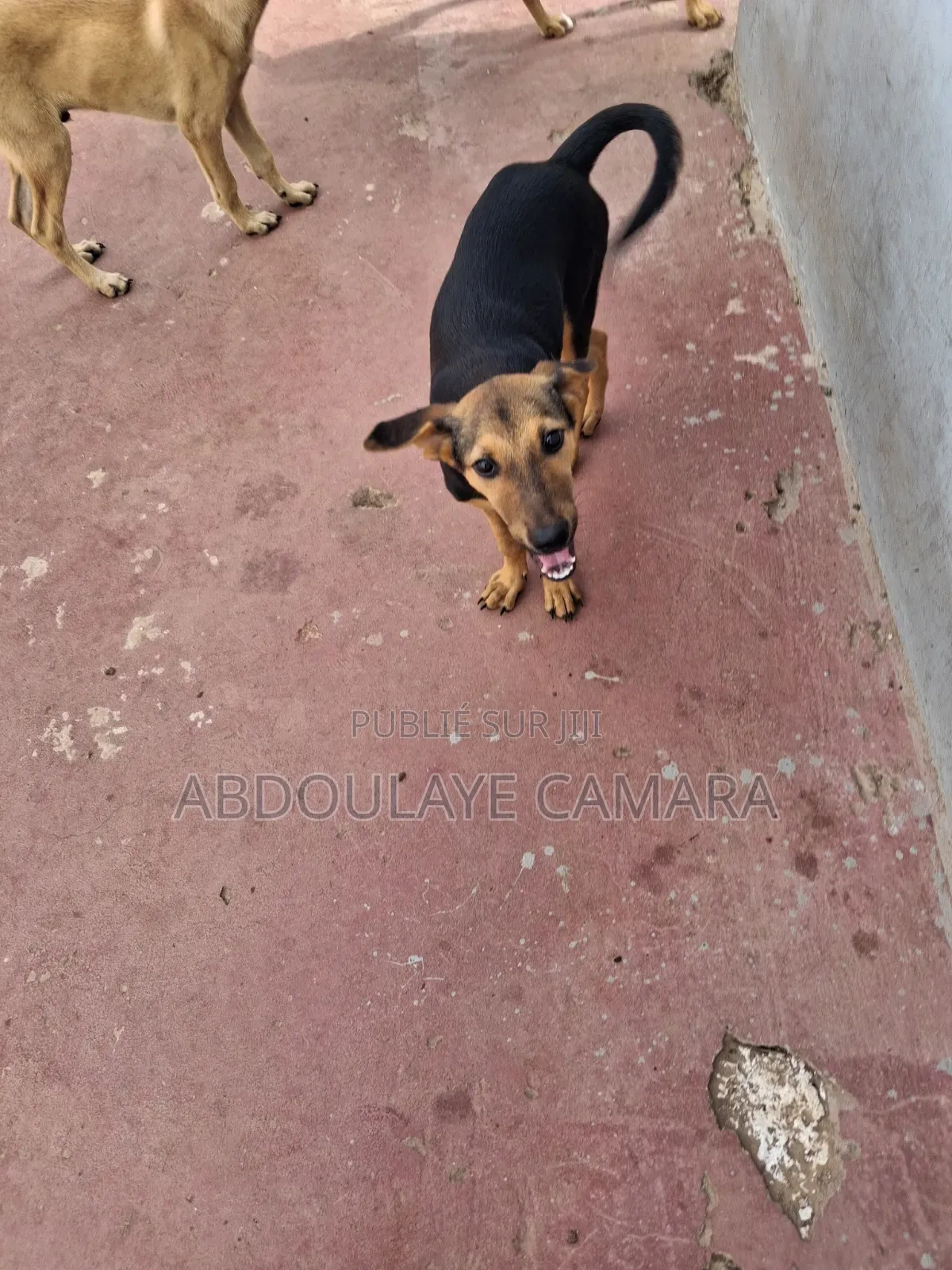 3-6 mois Femme Race mixte Rottweiler