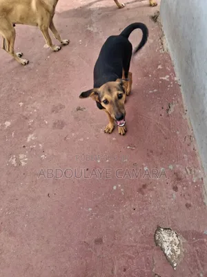 3-6 mois Femme Race mixte Rottweiler