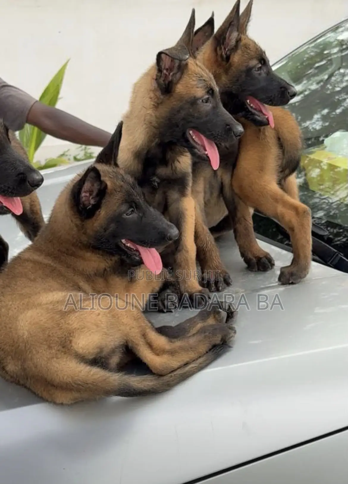 1-3 mois Homme Pure race Belgian Malinois