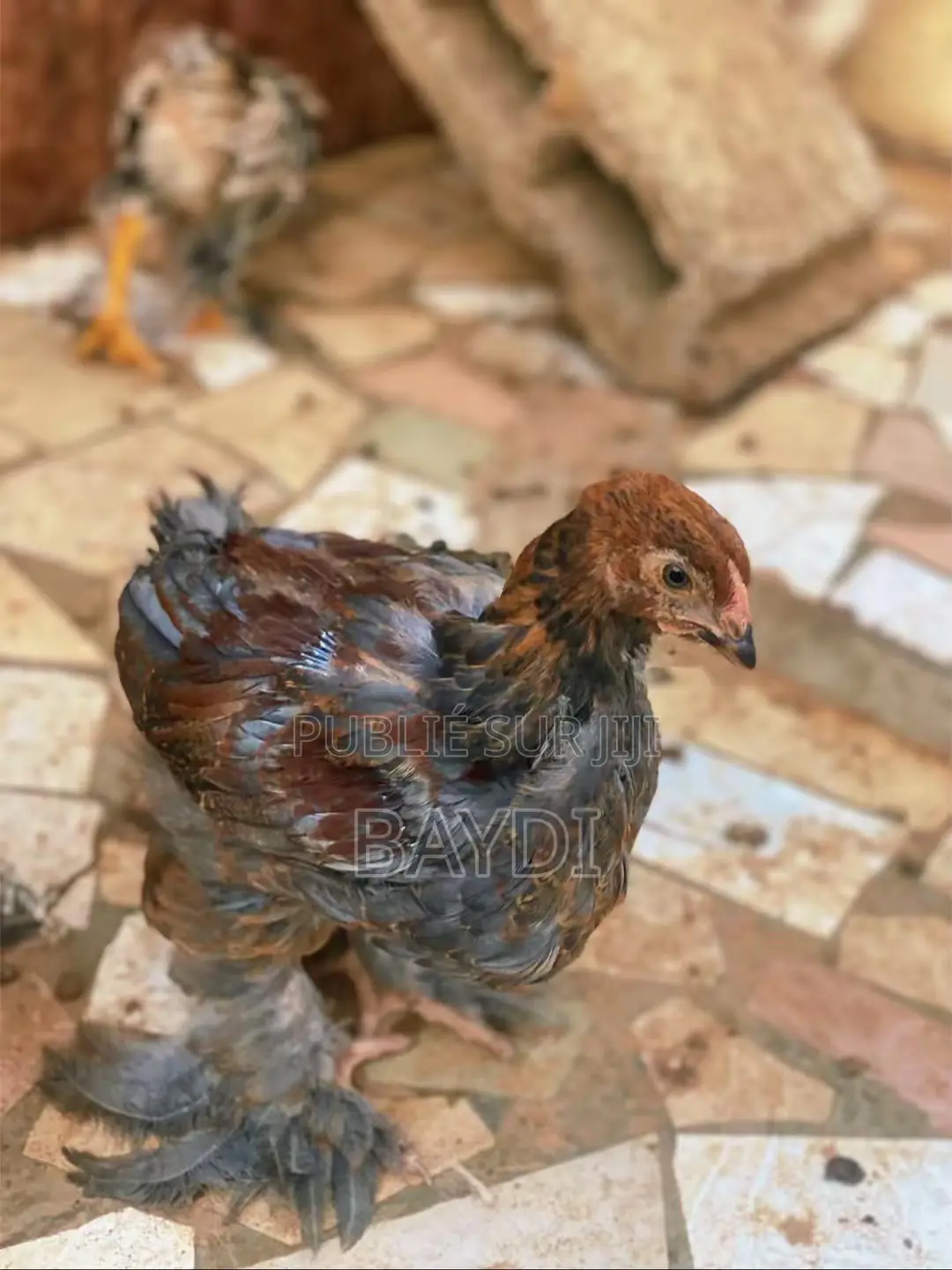 Brahma Pedrix Maillé Doré
