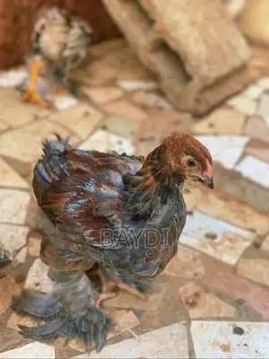Brahma Pedrix Maillé Doré