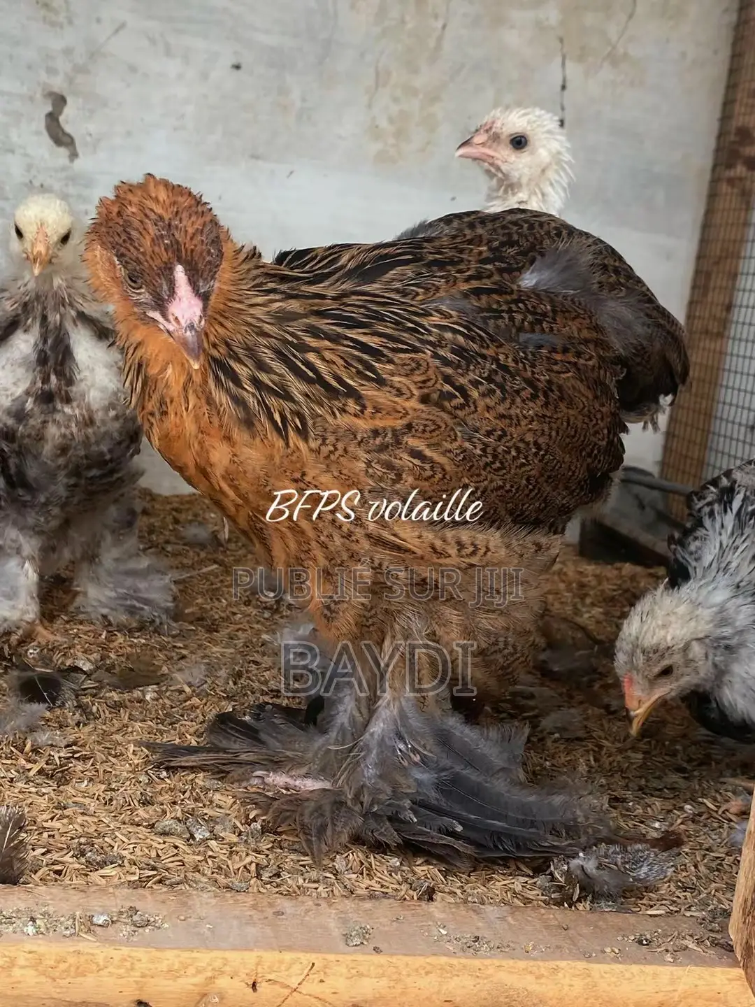 Brahma Pedrix Maillé Doré