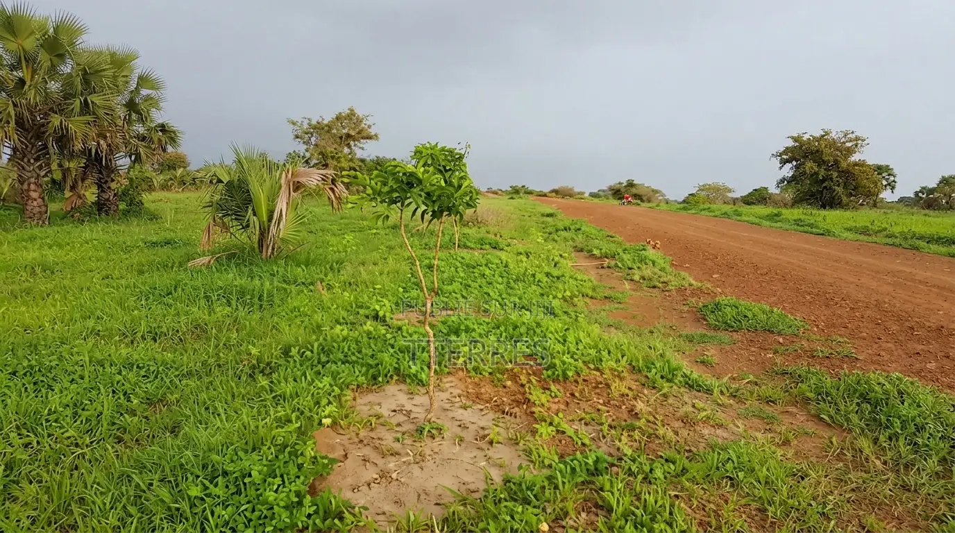 Verger Avec Forage Et Puits De 2,82 Ha Vers Taiba Ndiaye - Tivaouane