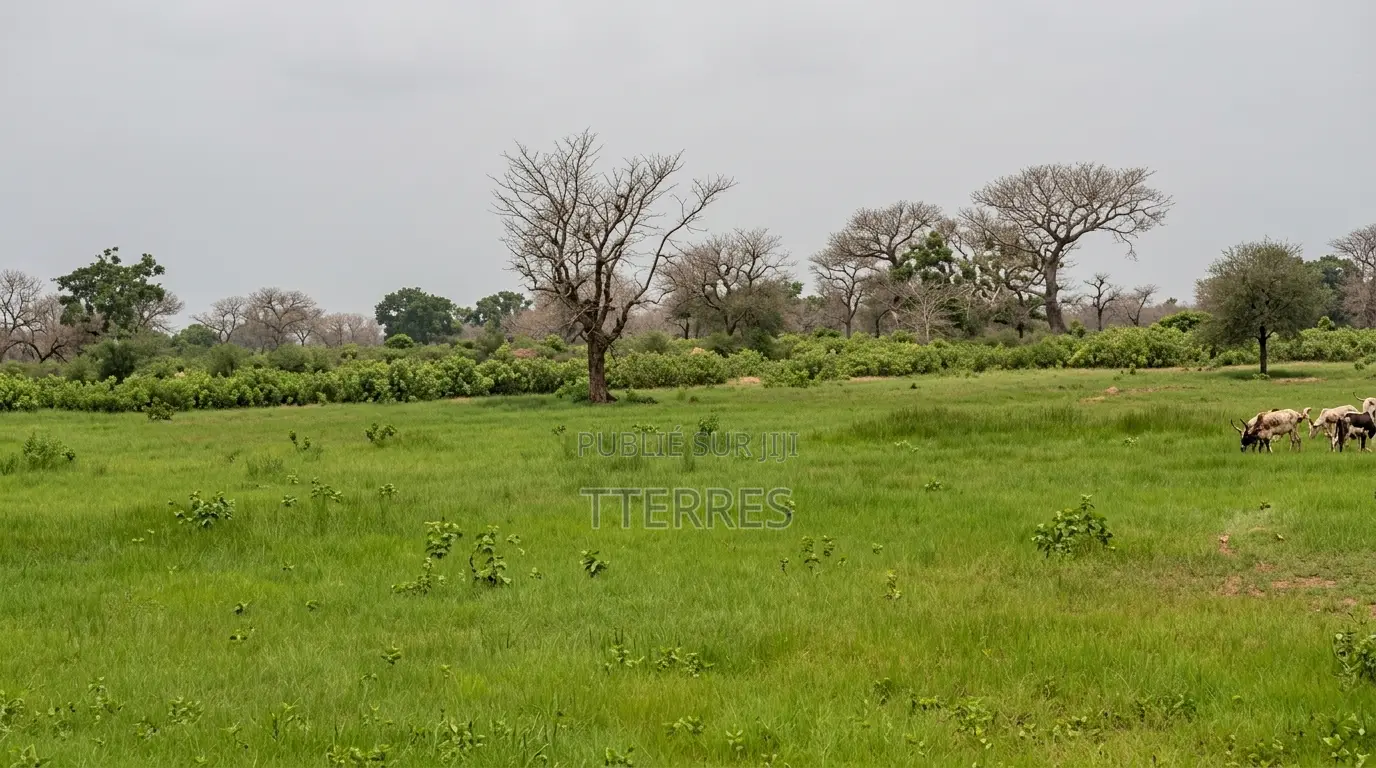 Verger Avec 2 Puits De 8,6 Hectares Vers Keur Yoro Dia - Tassette