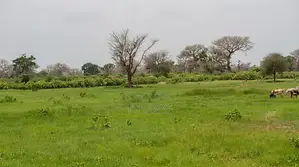 Verger Avec 2 Puits De 8,6 Hectares Vers Keur Yoro Dia - Tassette