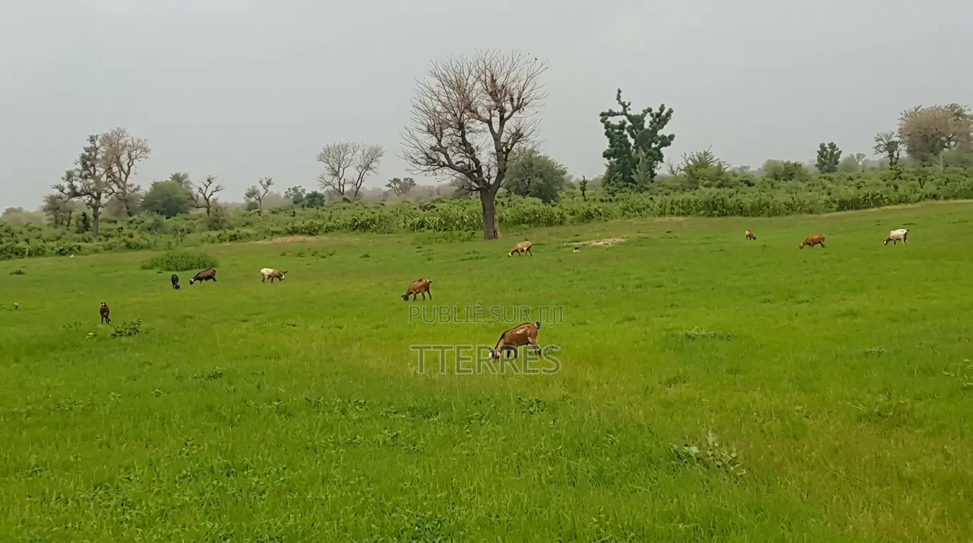 Verger Avec 2 Puits De 8,6 Hectares Vers Keur Yoro Dia - Tassette