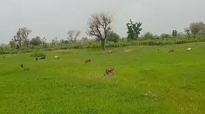 Verger Avec 2 Puits De 8,6 Hectares Vers Keur Yoro Dia - Tassette