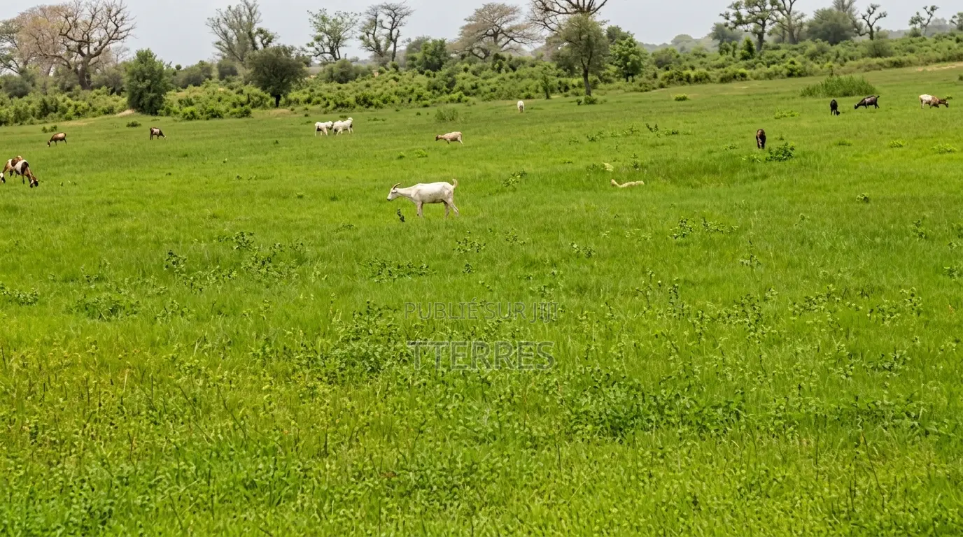 Verger Avec 2 Puits De 8,6 Hectares Vers Keur Yoro Dia - Tassette