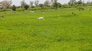 Verger Avec 2 Puits De 8,6 Hectares Vers Keur Yoro Dia - Tassette