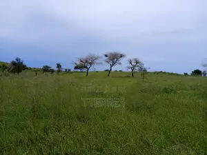 Verger Avec Forage Fonctionnel De 4,05 Ha Vers Diogo - Kab Gaye