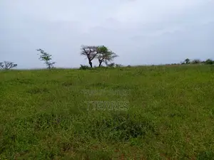 Verger Avec Forage Fonctionnel De 4,05 Ha Vers Diogo - Kab Gaye