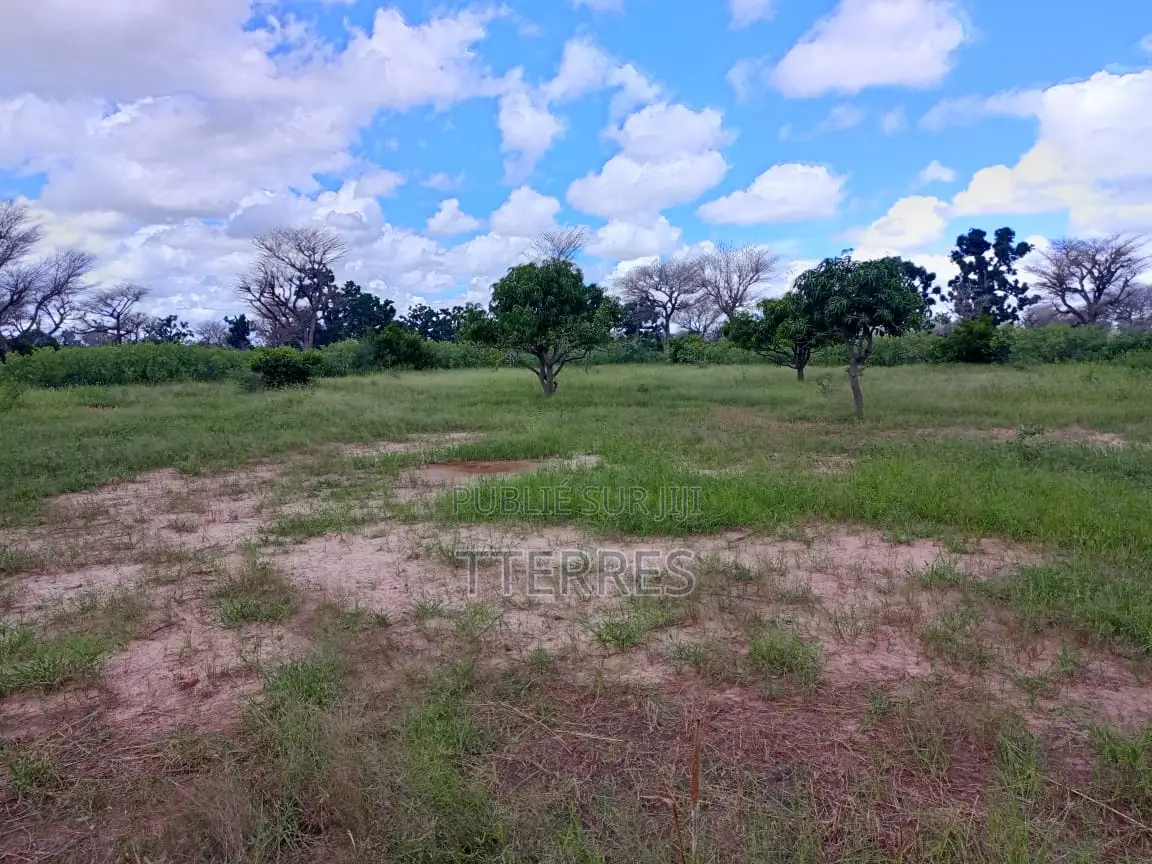 Verger De 3.525 M2 Avec Arbres Fruitiers Productifs Vers Thiès