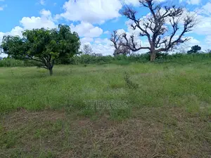 Verger De 3.525 M2 Avec Arbres Fruitiers Productifs Vers Thiès