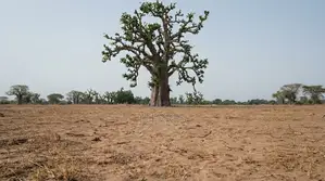 Terrain De 18 Hectares À 300 M De Thiadiaye - Mbour
