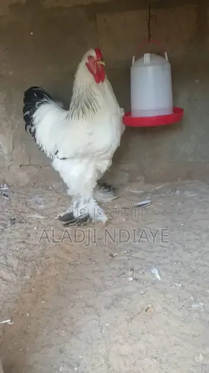 Aviculture