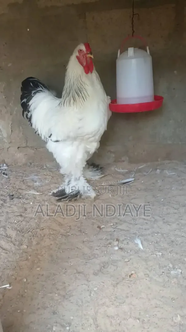 Aviculture