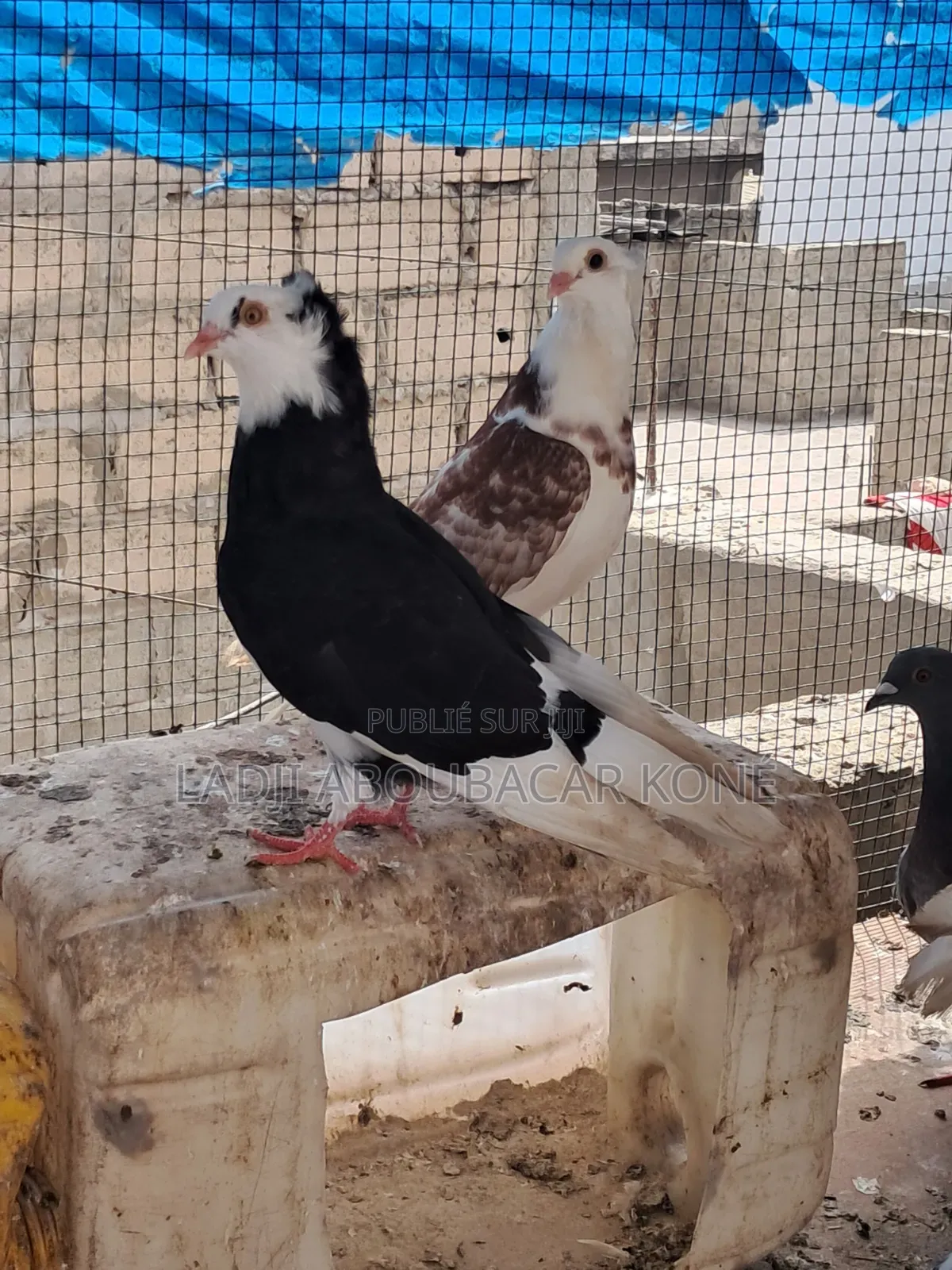 Pigeon Crevette