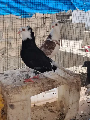 Pigeon Crevette