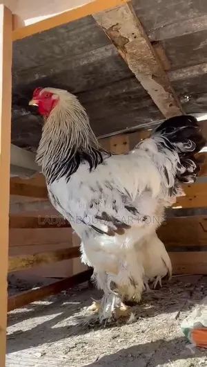 Brahman Hermine