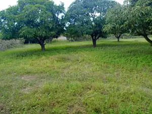 Verger De 2 Ha Avec 300 Arbres Fruitiers Vers Darou Khoudoss - Thiès