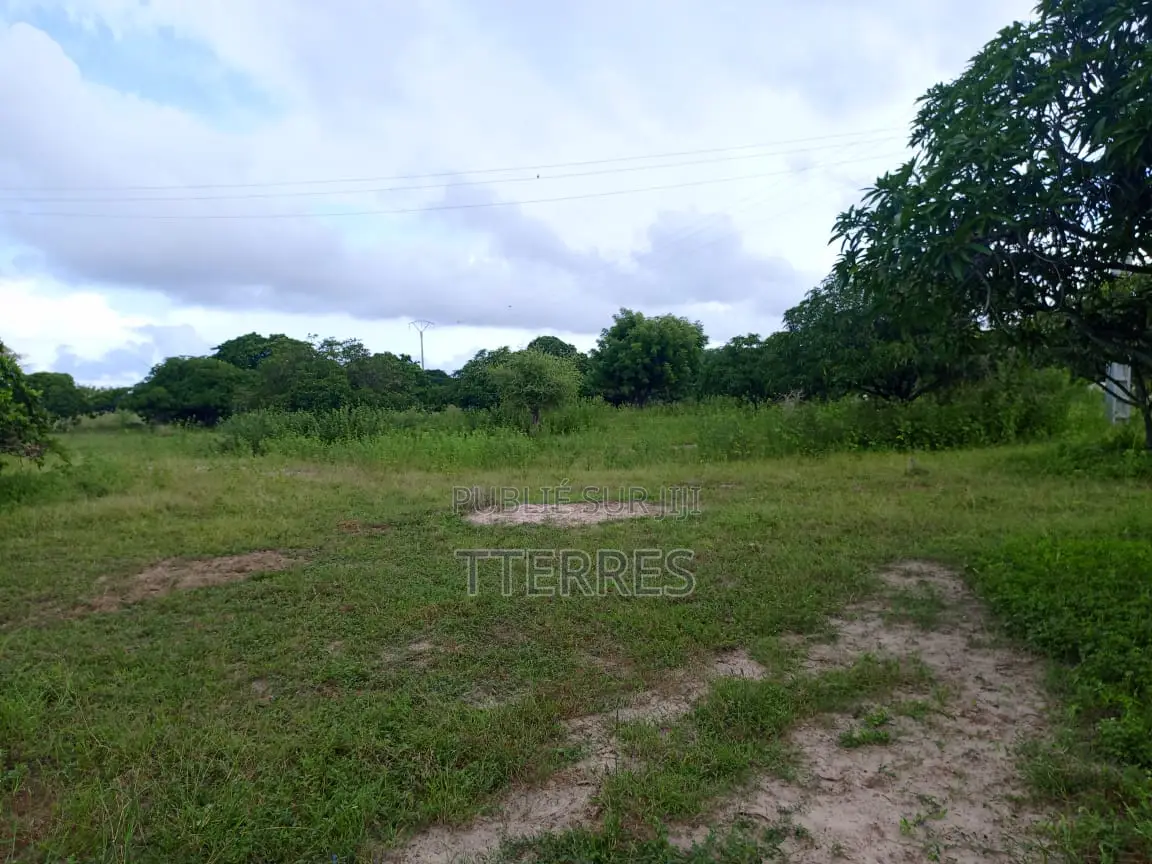 Verger De 2 Ha Avec 300 Arbres Fruitiers Vers Darou Khoudoss - Thiès