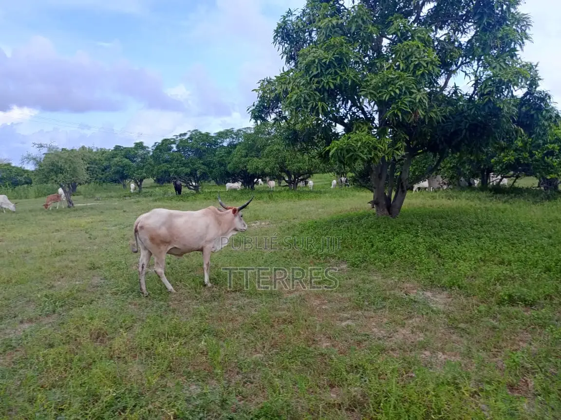 Verger De 2 Ha Avec 300 Arbres Fruitiers Vers Darou Khoudoss - Thiès