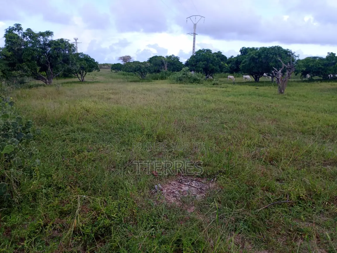 Verger De 2 Ha Avec 300 Arbres Fruitiers Vers Darou Khoudoss - Thiès