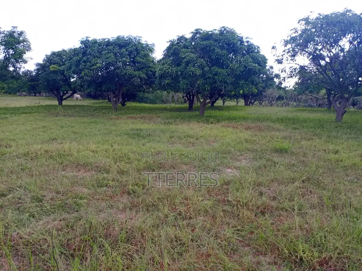 Verger De 2 Ha Avec 300 Arbres Fruitiers Vers Darou Khoudoss - Thiès