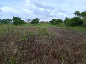 Verger De 1,78ha Avec 200 Manguiers Productifs Vers Taïba - Thiès