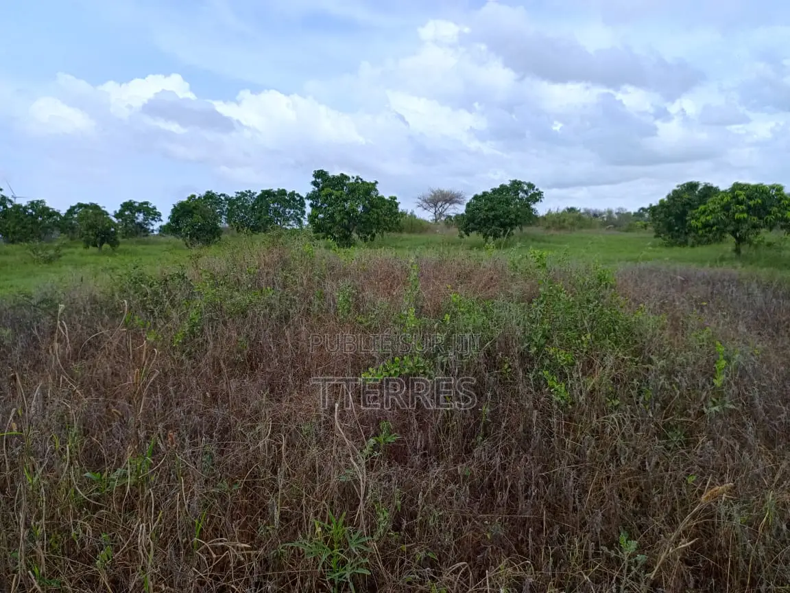 Verger De 1,78ha Avec 200 Manguiers Productifs Vers Taïba - Thiès