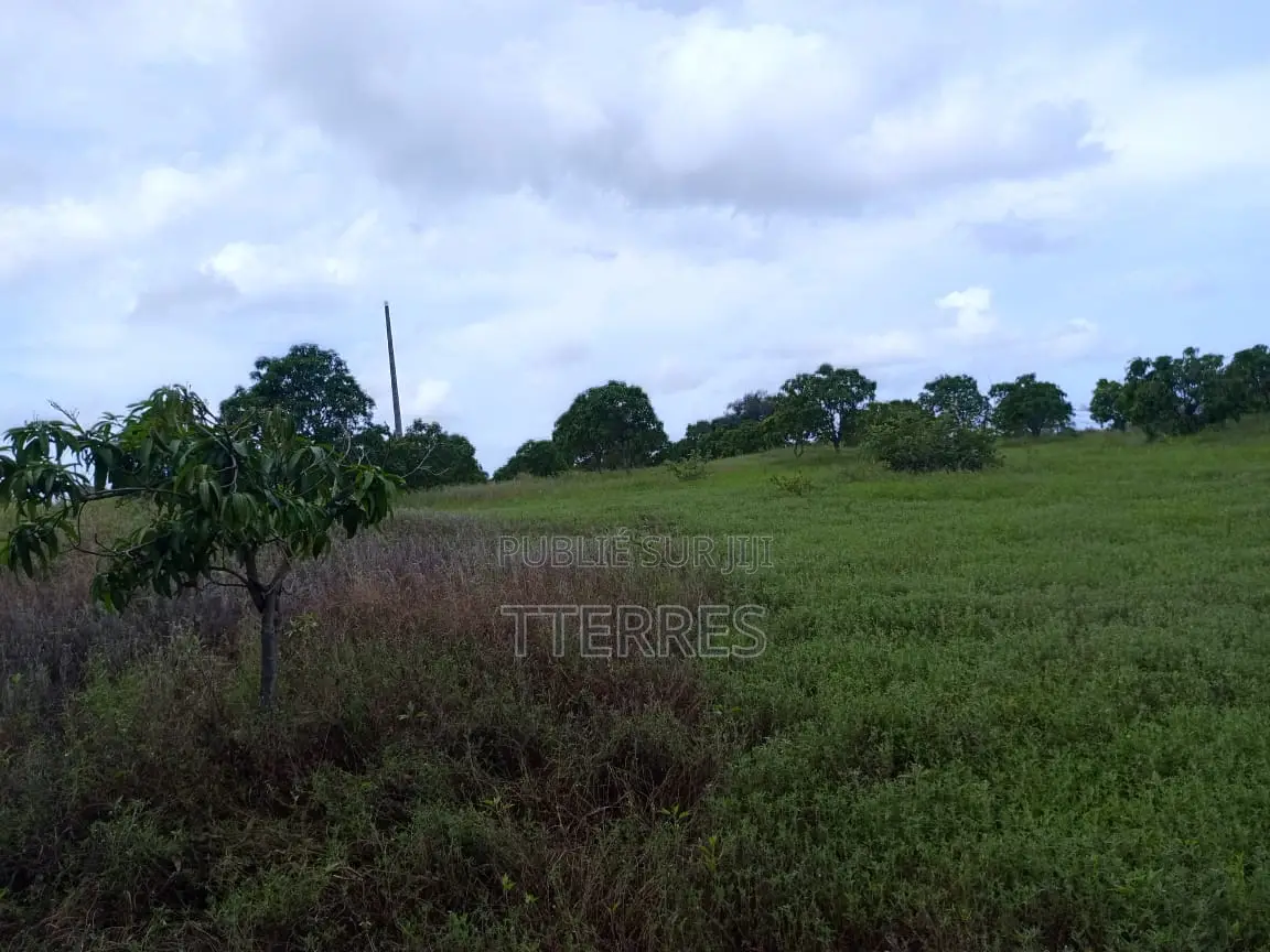Verger De 1,78ha Avec 200 Manguiers Productifs Vers Taïba - Thiès