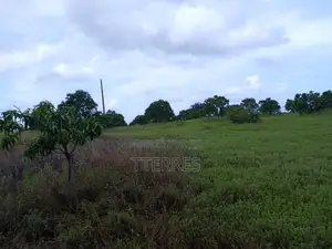 Verger De 1,78ha Avec 200 Manguiers Productifs Vers Taïba - Thiès