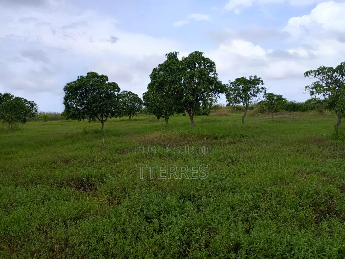 Verger De 1,78ha Avec 200 Manguiers Productifs Vers Taïba - Thiès