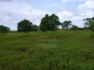 Verger De 1,78ha Avec 200 Manguiers Productifs Vers Taïba - Thiès