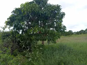 Verger De 1,78ha Avec 200 Manguiers Productifs Vers Taïba - Thiès