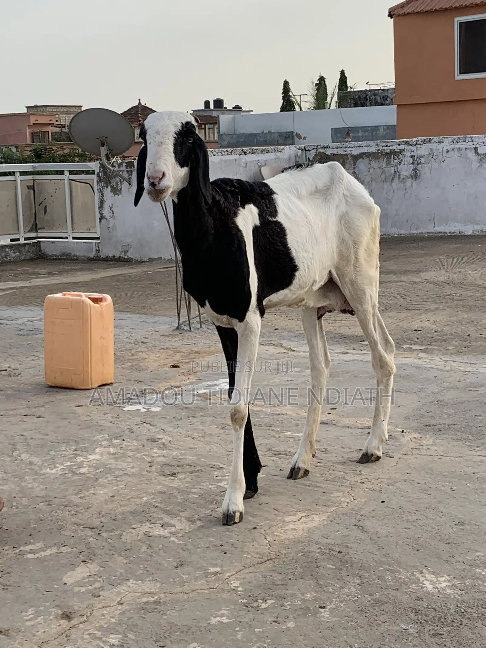 Vente Femelle Ladoum