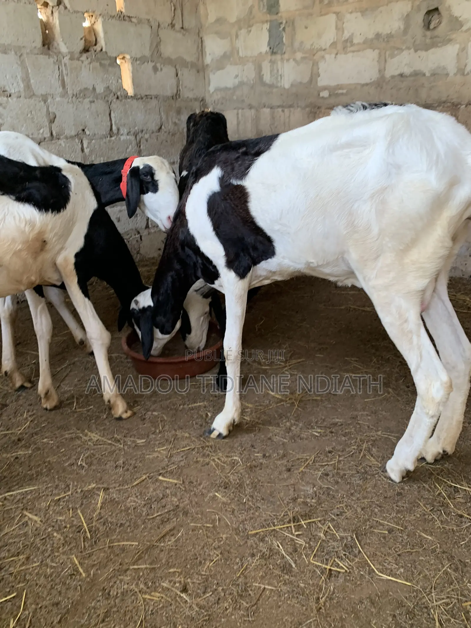 Vente Femelle Ladoum
