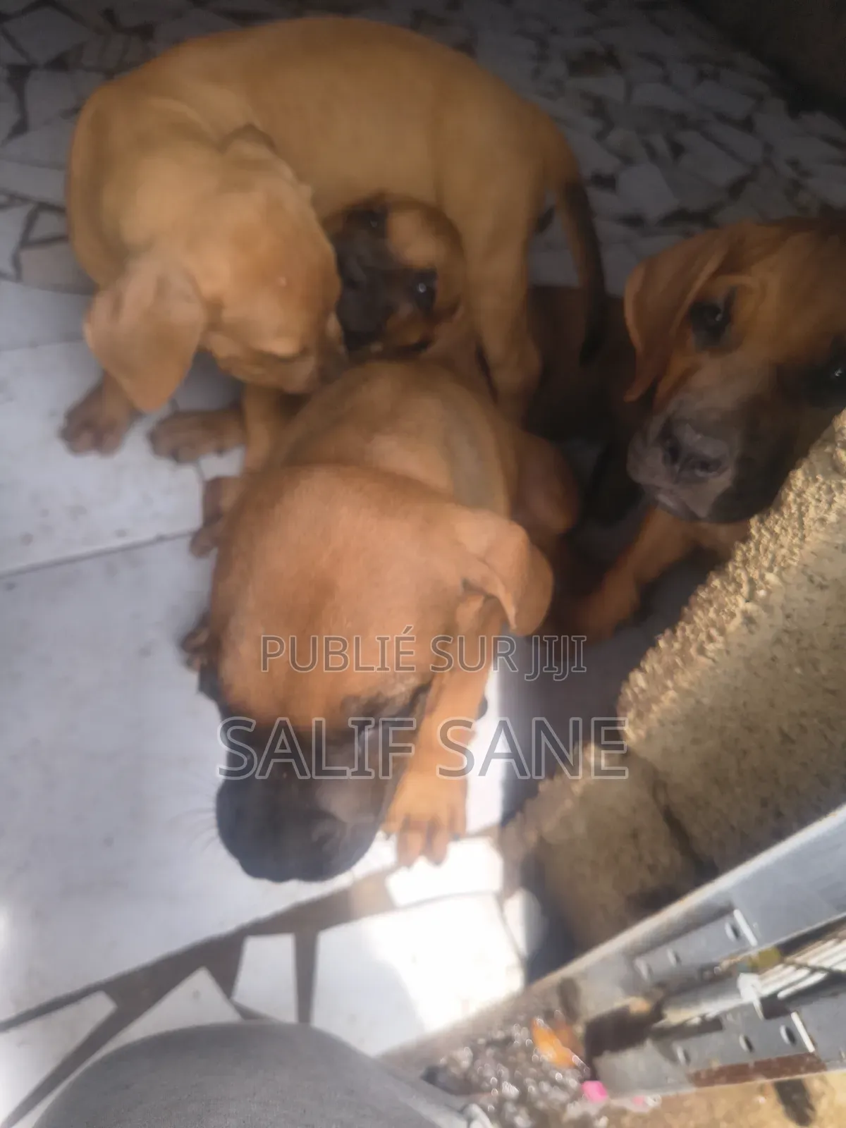 1-3 mois Homme Pure race Afghan Hound