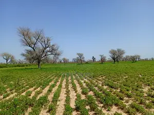 Terrain Délibéré De 2 Hectares Vers Takhoum Wolof - Sindia
