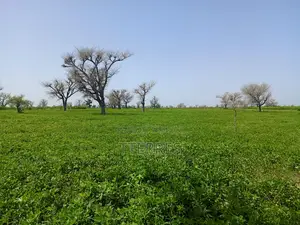 Terrain Délibéré De 2 Hectares Vers Takhoum Wolof - Sindia